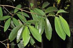 Myristica dactyloides